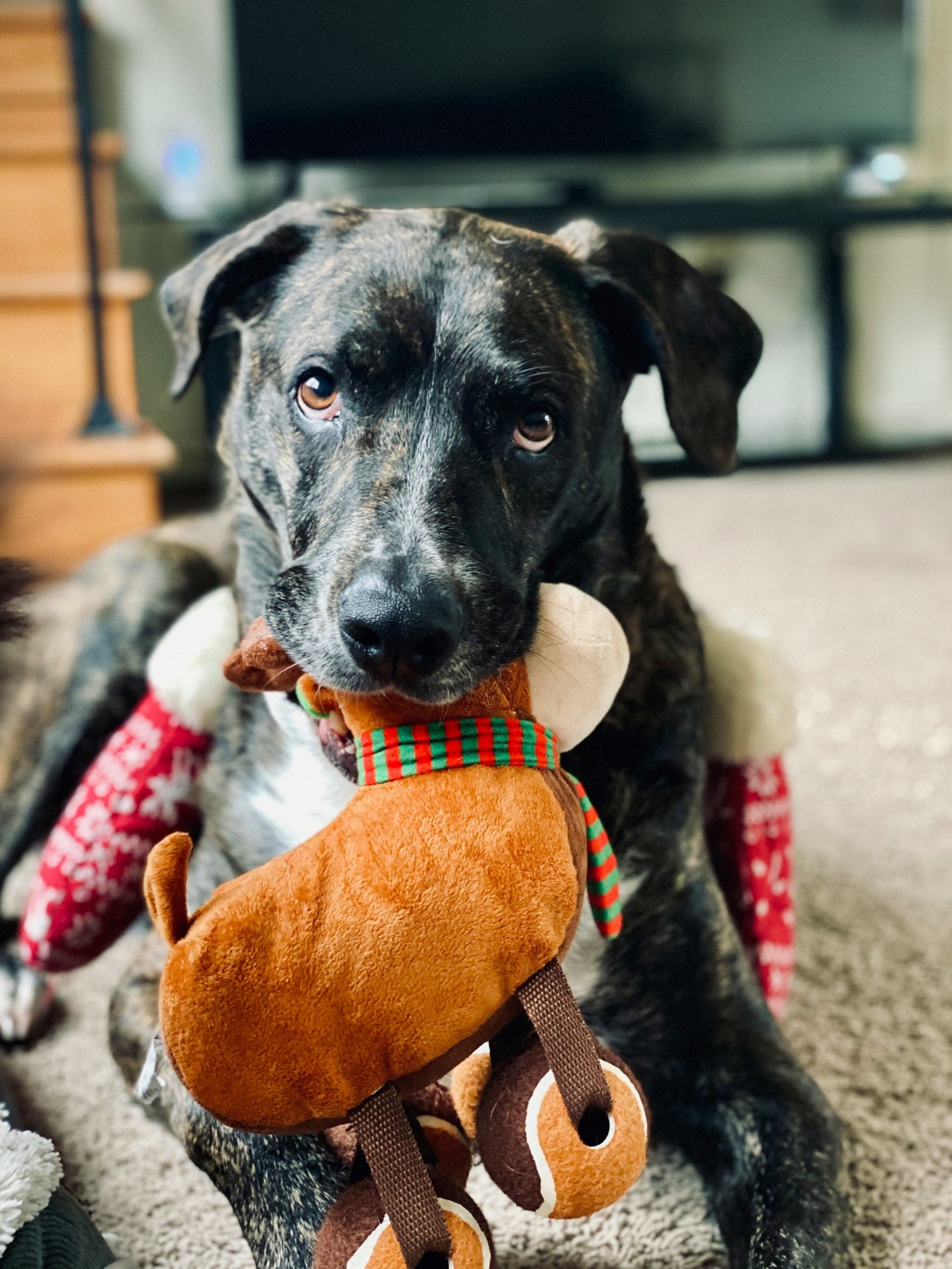 Pet Toys