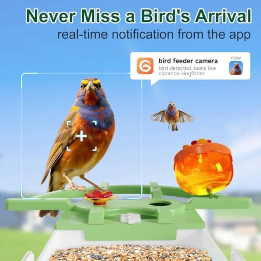 Smart Bird Feeder With Camera Identifies Bird Species. Live HD Video with Solar Power