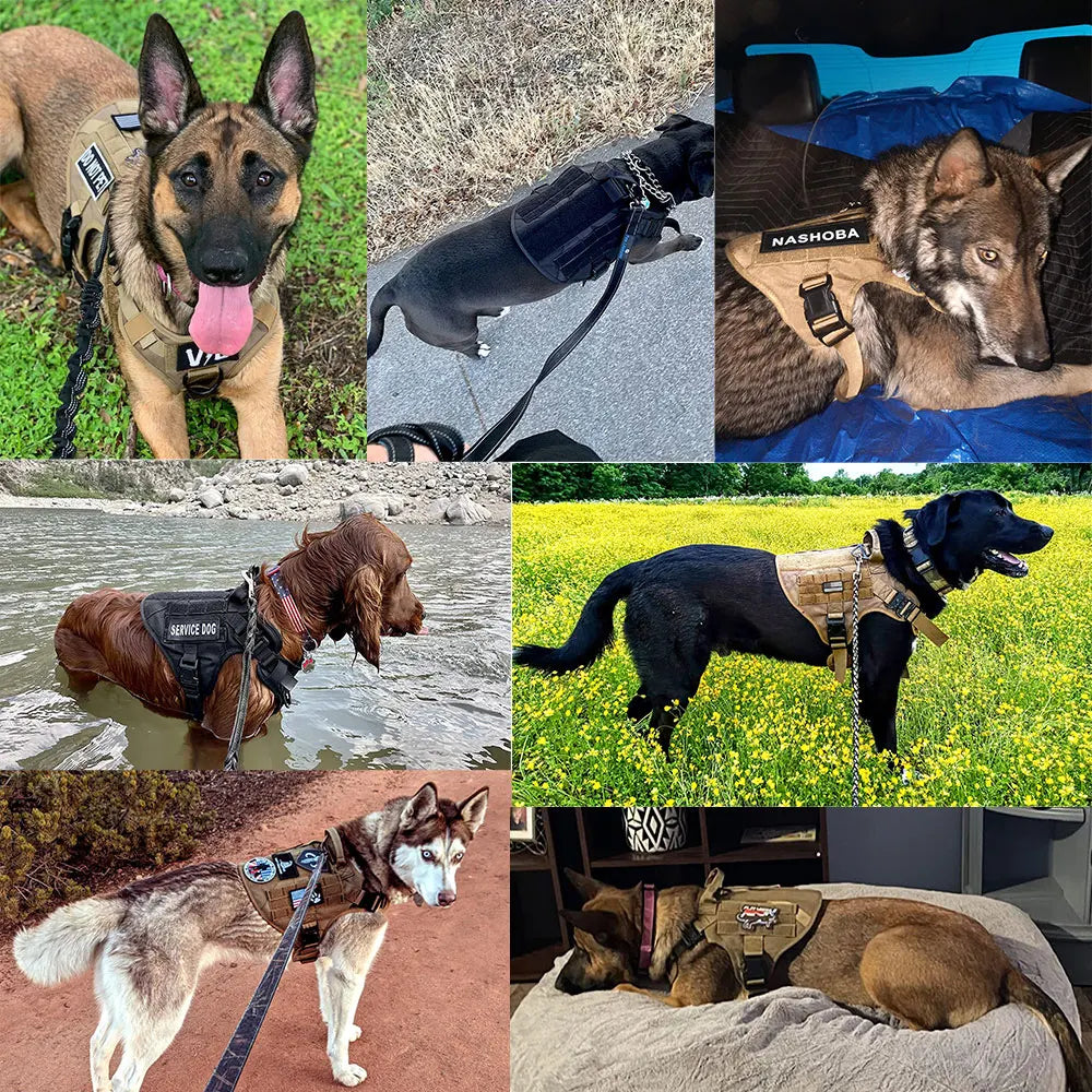 Large Dog Harness, Collar And Leash Set for Training, Walking and Carrying Gear. For Medium to Large Dogs